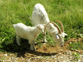 Obraz premium Козы