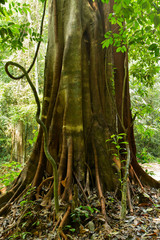 Fototapeta premium tropical big fig tree