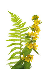 Loosestrife and fern