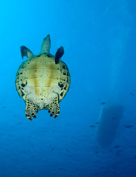 Green turtle, divesite Batu bolong (Current city)