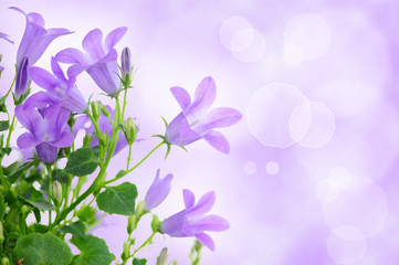 Fototapeta na wymiar Purple flower background