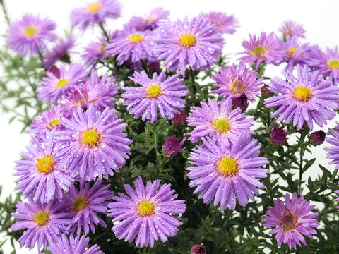 Aster flowers on the white background