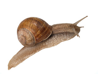 escargot de bourgone