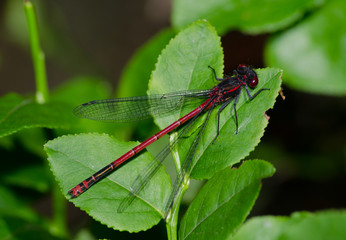 Scharlachlibelle ruhend