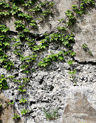 Vines growing on a rock wall - Abstract grunge