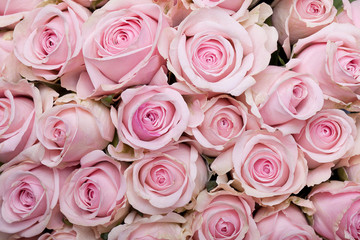 Rosa Rosen