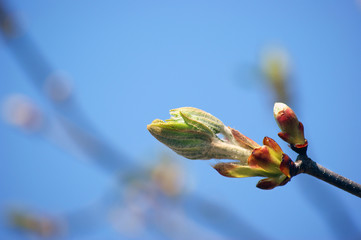 chestnut bud