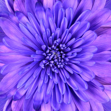 Blue Chrysanthemum Flower Head Closeup Detail