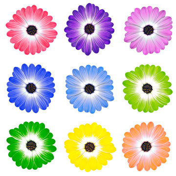 Colorful Daisy Flowers Isolated on White