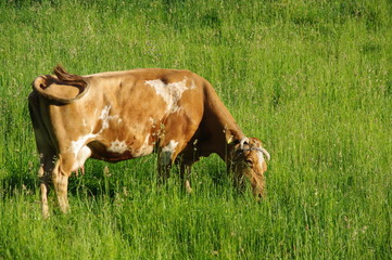krowa łaciata © emar
