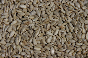ziarna słonecznika