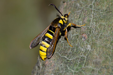 Hornissen Glasflügler, Schmetterling