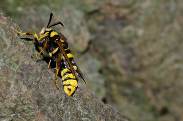 Hornissen Glasflügler, Schmetterling, Eiablage