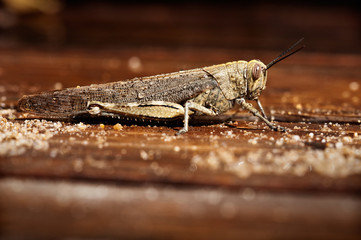 grasshopper