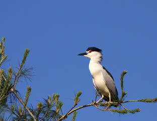 Black-crowned Night Heron (Nycticorax nycticrax)