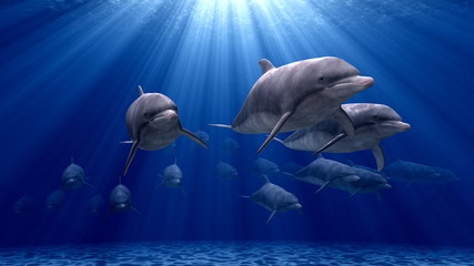 イルカ © tsuneomp