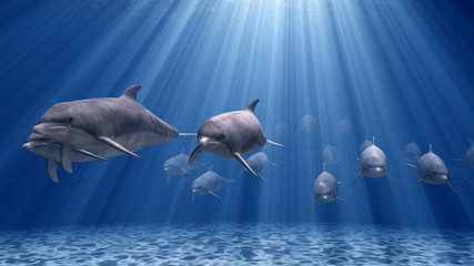 イルカ © tsuneomp