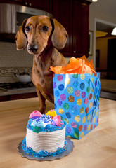 Dog with birthday cake and present