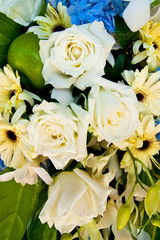 White roses flower