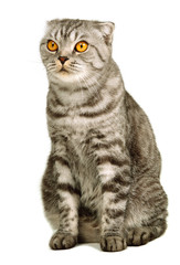 Scottish fold cat sitting against white background