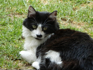 Gato en el jard&iacute;n