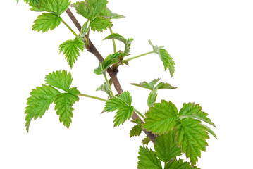 Young branch raspberries © Dmitriy Sechin