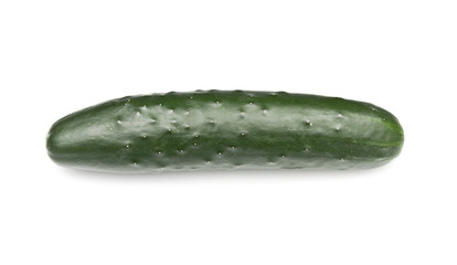 Cucumber