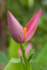 Fototapeta premium Banana flower