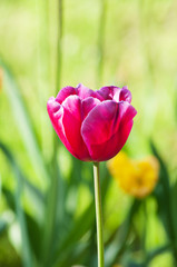 Many tulips in the park