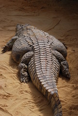 crocodile