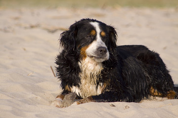 Berner Sennenhund