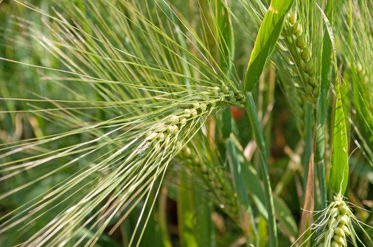 Gerste - Hordeum vulgare