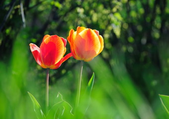 Two tulips