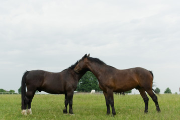 Fototapeta premium horse