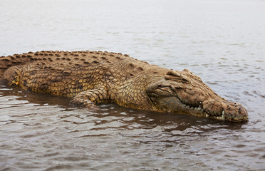 Crocodile