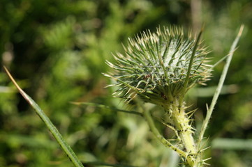 Distel - Blütenstand