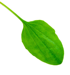 plantain,  isolated on a white background