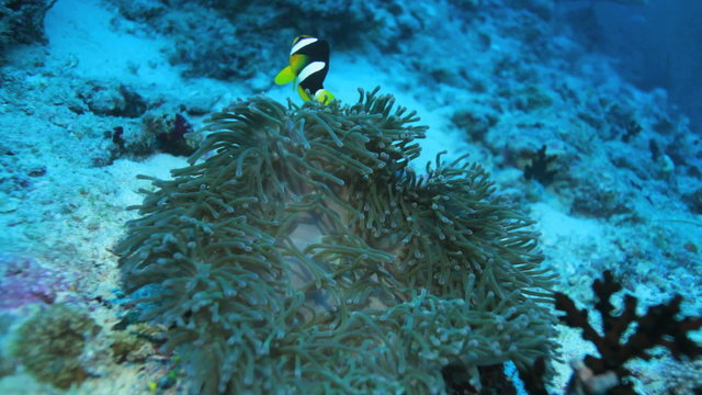 Ocellaris Clownfish (Amphiprion ocellaris) in anemon, Maldives