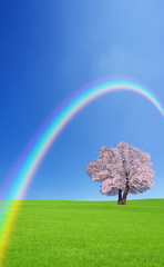 Obraz na płótnie Canvas 草原の桜の木と虹