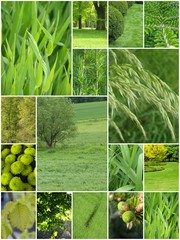 Wszechobecna zieleń © bnorbert3