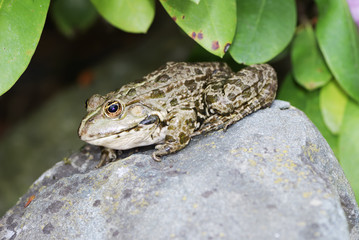 Frog