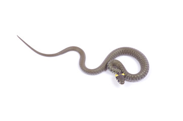 snake