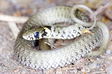 snake