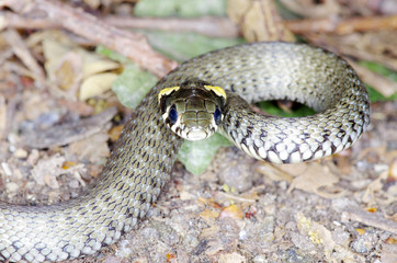 snake