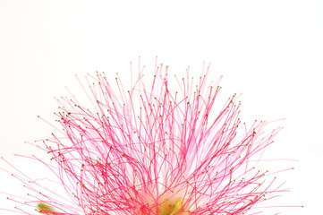 Obraz premium Fleur de l'Albizia julibrissin - Macrophotographie