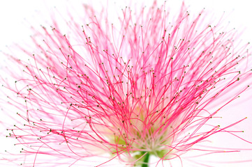Fleur de l'Albizia julibrissin - Macrophotographie