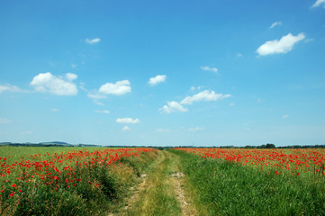 Obraz na płótnie Canvas Polnej drodze między łąkami