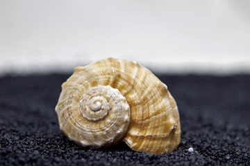 Muschel auf schwarzem Sand