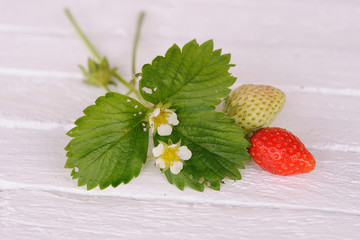 fraise et fraisier