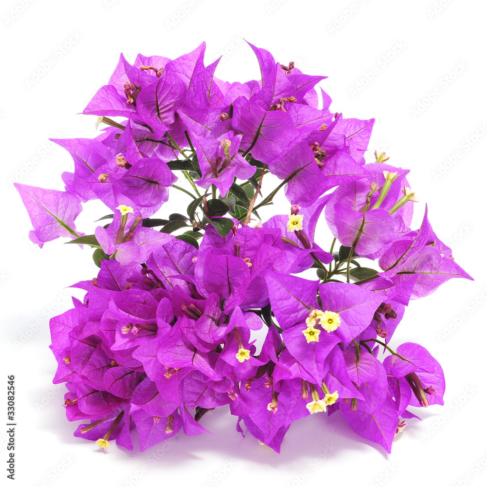 Sticker bougainvillea